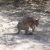 Protected: wallaby walkabout.