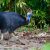 happy world cassowary day.